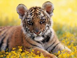 Tiger_Cub