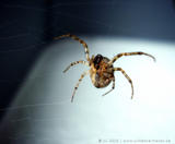 http://img154.imagevenue.com/loc591/th_55197_SpiderIn_Web_122_591lo.jpg