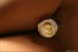 Kamilla - White Rose-q083g39w6k.jpg